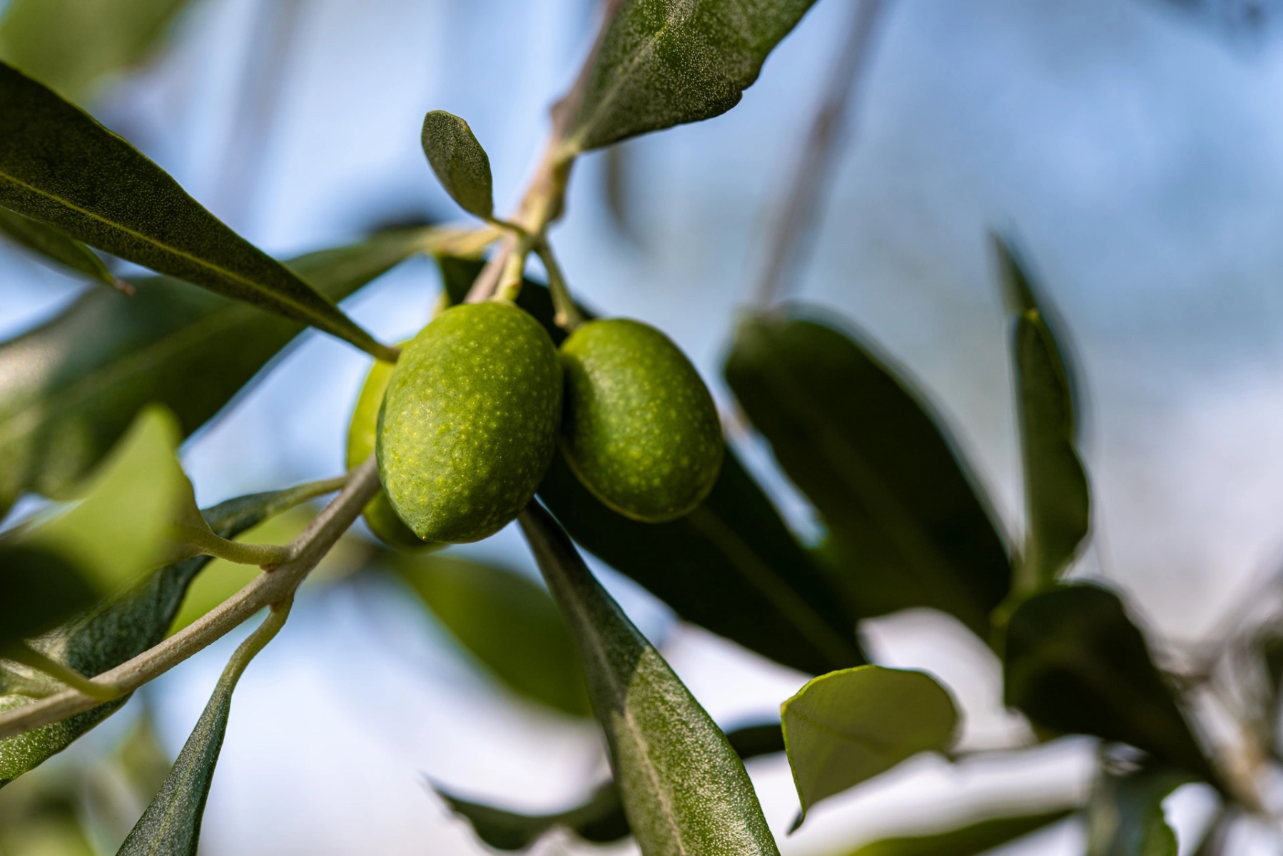 Olio extravergine D.O.P. del Garda – ingrediente chiave Oleevo per nutrire la pelle matura